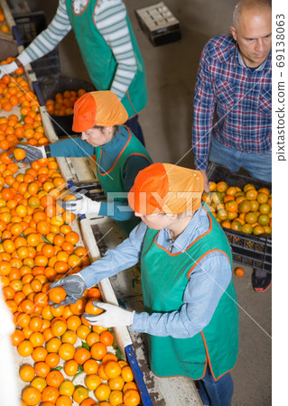 Glad man and woman workers sorting mandarins Glad man and woman workers sorting mandarins 69138063