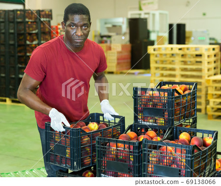 Portrait of african american man working on sorting line at fruit warehouse, stacking boxes with selected peaches 69138066