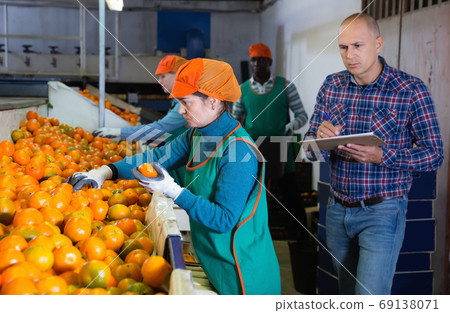 Serious owner of fruit warehouse checking work of female employees engaged in tangerines sorting 69138071