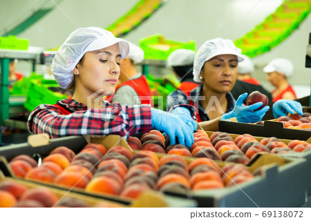 Latino women sorting peaches at fruit storage 69138072
