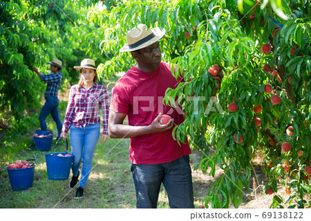 African American farm worker harvesting peaches in fruit garden African American farm worker harvesting peaches in fruit garden 69138122