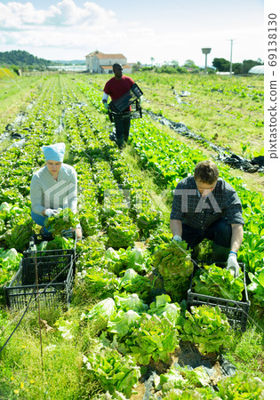 People picking green lettuce 69138130