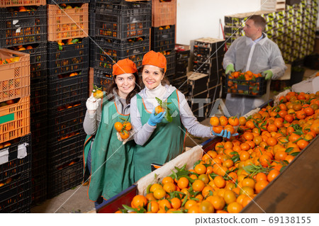 Fine employees working on the sorting line Fine employees working on the sorting line 69138155