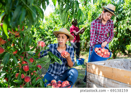 Two women harvest ripe peaches in orchard on sunny day Two women harvest ripe peaches in orchard on sunny day 69138159