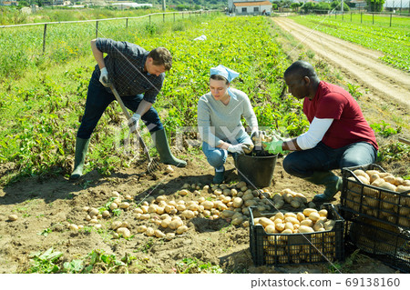 Gardeners sorting potatoes during harvesting outdoor Gardeners sorting potatoes during harvesting outdoor 69138160
