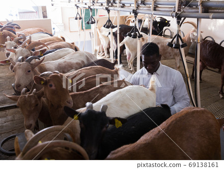 African American preparing for machine milking of goats African American preparing for machine milking of goats 69138161