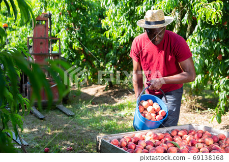 Hired worker picks ripe peaches and fills them with large container Hired worker picks ripe peaches and fills them with large container 69138168