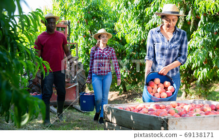 People gathering harvest of peaches in farm orchard People gathering harvest of peaches in farm orchard 69138171