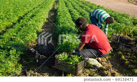 People picking parsley on farm plantation in summer People picking parsley on farm plantation in summer 69138471