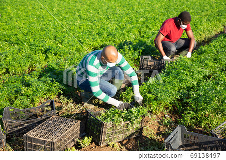 Farm workers in disposable masks harvesting parsley on field 69138497