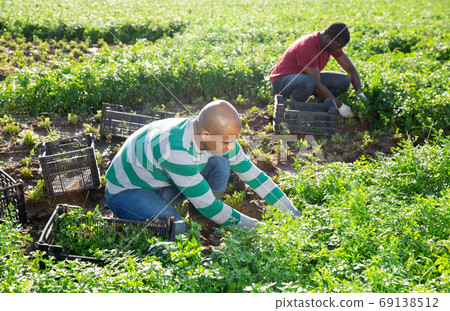 Hispanic man working on field during harvest of parsley Hispanic man working on field during harvest of parsley 69138512