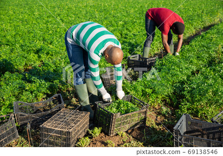 People picking parsley on farm plantation in summer People picking parsley on farm plantation in summer 69138546