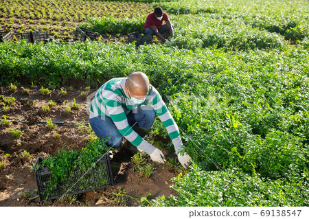 Latino male farmer wearing mask picking parsley Latino male farmer wearing mask picking parsley 69138547