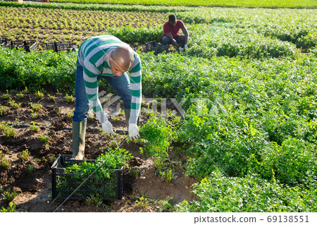 Latino male farmer picking parsley on field Latino male farmer picking parsley on field 69138551