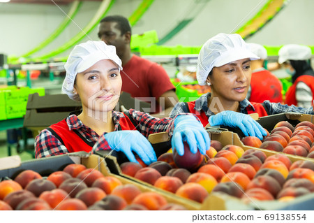 Latino women sorting peaches at fruit storage Latino women sorting peaches at fruit storage 69138554