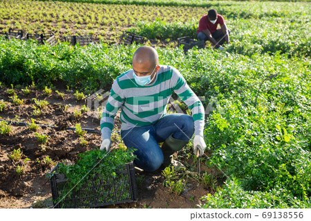 Latino male farmer wearing mask picking parsley Latino male farmer wearing mask picking parsley 69138556