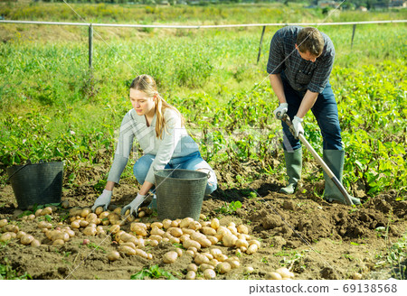 Man is dripping potatoes by shovel, woman picking harvest Man is dripping potatoes by shovel, woman picking harvest 69138568