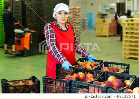 Woman warehouse worker carrying crates with peaches Woman warehouse worker carrying crates with peaches 69138571