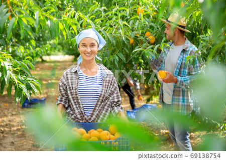Farmer woman carrying fresh harvest of peaches in crate in fruit garden on day Farmer woman carrying fresh harvest of peaches in crate in fruit garden on day 69138754