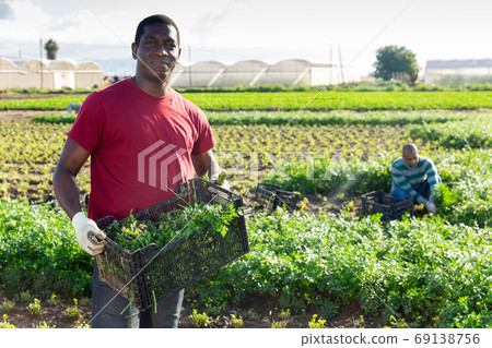 Afro farmer carrying box with picked parsley Afro farmer carrying box with picked parsley 69138756