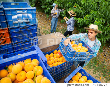 Active farmer stacks boxes of peaches on tractor 69138773