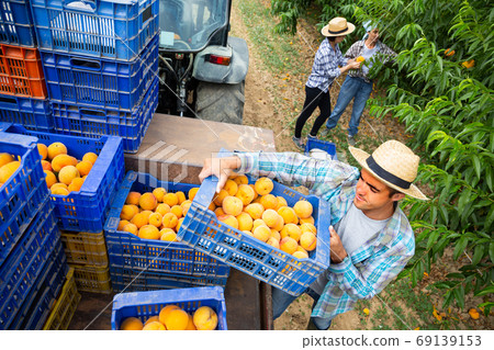Adult farmer stacks boxes of peaches on tractor Adult farmer stacks boxes of peaches on tractor 69139153