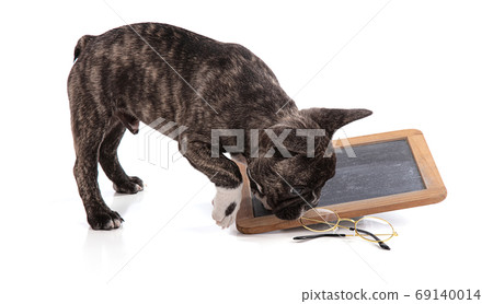 French bulldog puppy with black school slate 69140014