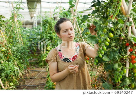 Woman working in glasshousw 69140247