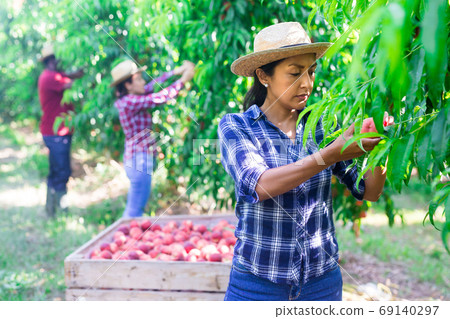 Hispanic female owner of orchard harvesting peaches Hispanic female owner of orchard harvesting peaches 69140297