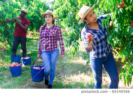 Latina working in farm orchard during peaches harvest 69140566