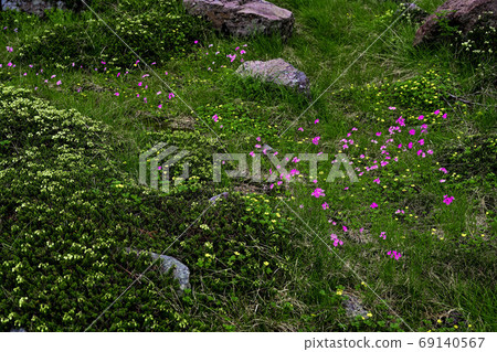 白山花開的風景 69140567