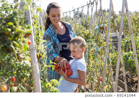 Mother and little son harvesting tomatoes on plantation Mother and little son harvesting tomatoes on plantation 69141044