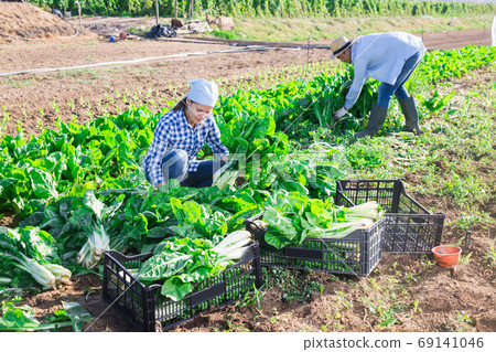 Woman collects crop of chard along with other workers on field Woman collects crop of chard along with other workers on field 69141046