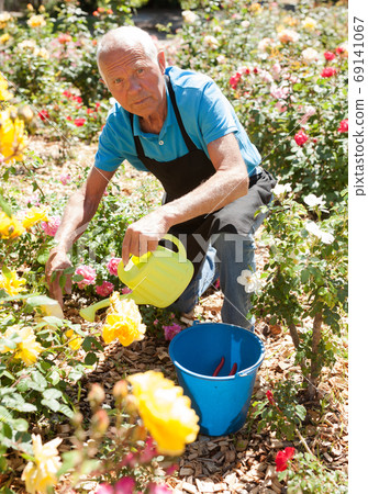 Male taking care and watering roses Male taking care and watering roses 69141067