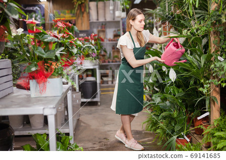 Professional woman florist watering flowers from a plastic watering can in floral shop 69141685