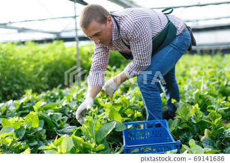 Male horticulturist picking Malabar spinach in greenhouse indoor 69141686