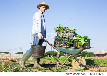 Amateur grower carrying wheelbarrow with gathered green chard 69141692