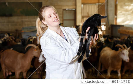 Female breeder with goatlings 69141738