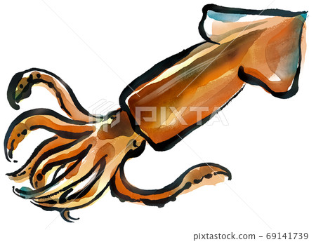 鮮魷魚 69141739