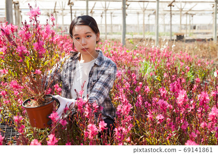 Chinese woman gardener is standing with flowers Oenothera lindheimeri in orangery Chinese woman gardener is standing with flowers Oenothera lindheimeri in orangery 69141861