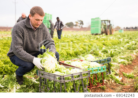 Man gardener picking harvest of lettuce to crate outdoor 69142243
