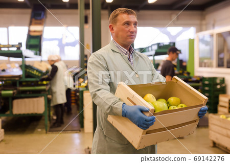 Man arranges boxes with apples at factory Man arranges boxes with apples at factory 69142276