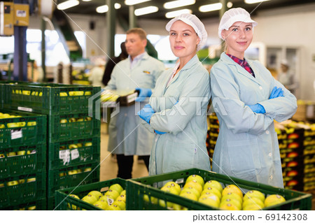 Young woman in uniform during sorting at warehouse at apples factory Young woman in uniform during sorting at warehouse at apples factory 69142308