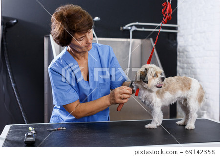 Woman grooming havanese in salon 69142358