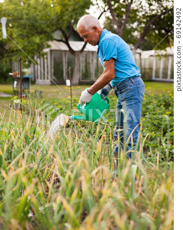 Senior farmer is watering vegetables in the garden Senior farmer is watering vegetables in the garden 69142492