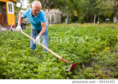 Farmer weeds potatoes with a hoe in the garden 69142501