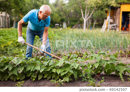 Farmer weeds potatoes with a hoe in the garden 69142507