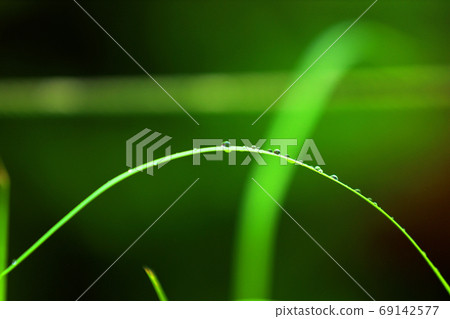 Landscape of green space park in Shiga prefecture, typhoon season, rain, drops, [September] 69142577