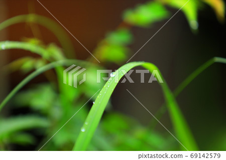 Landscape of green space park in Shiga prefecture, typhoon season, rain, drops, [September] 69142579