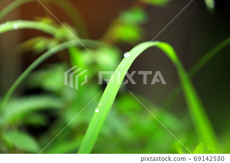 Landscape of green space park in Shiga prefecture, typhoon season, rain, drops, [September] 69142580